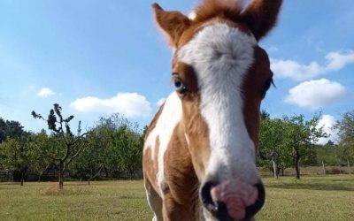 Megszületett Aranel